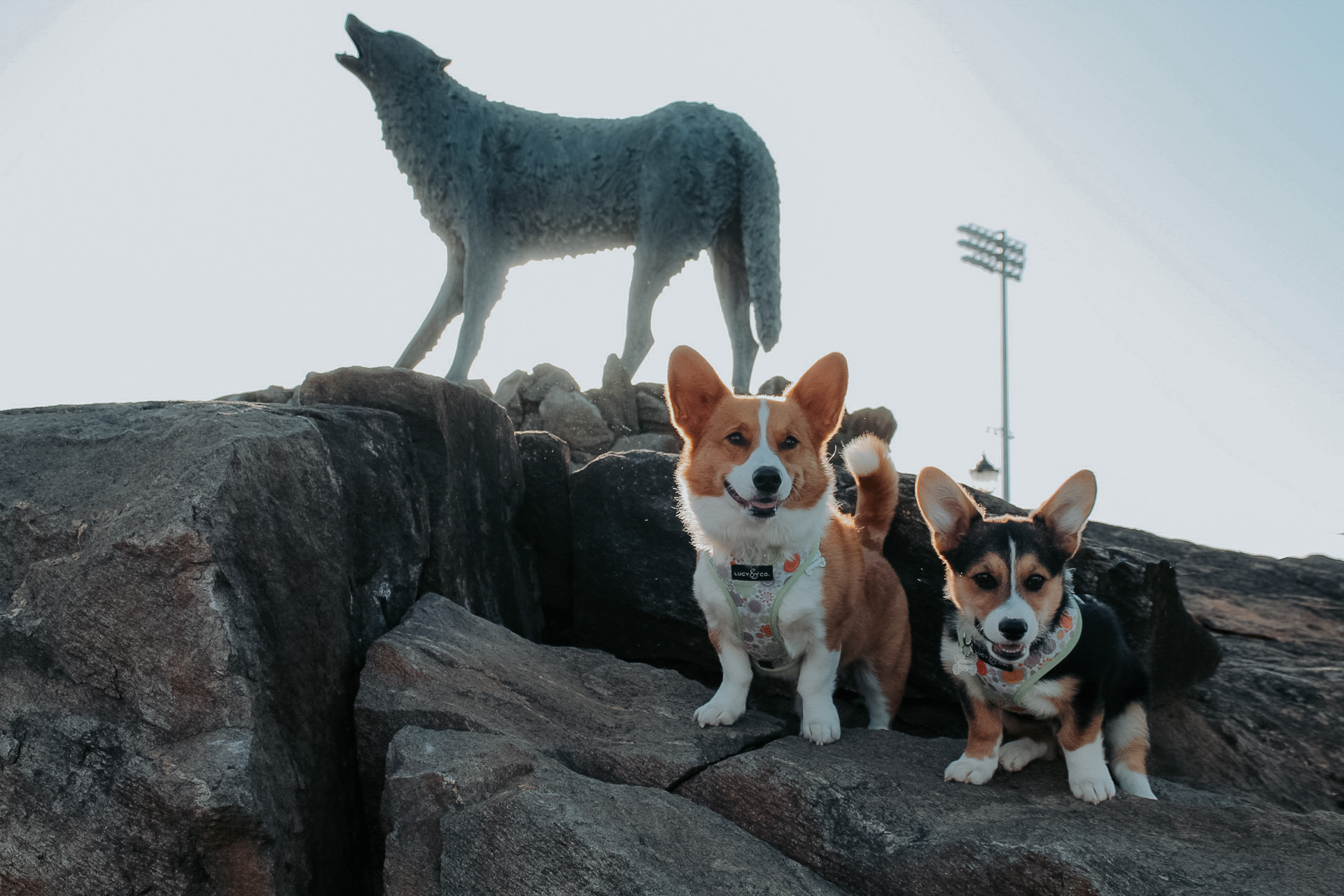 dogs with wolf statue